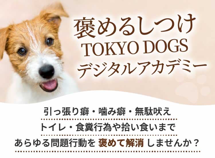 愛犬オーダーメイド褒めるしつけ代行